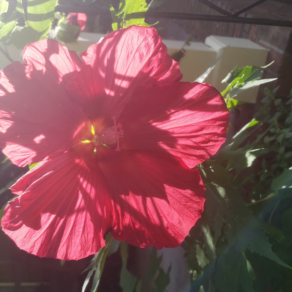 Meet your Posher, Cristina